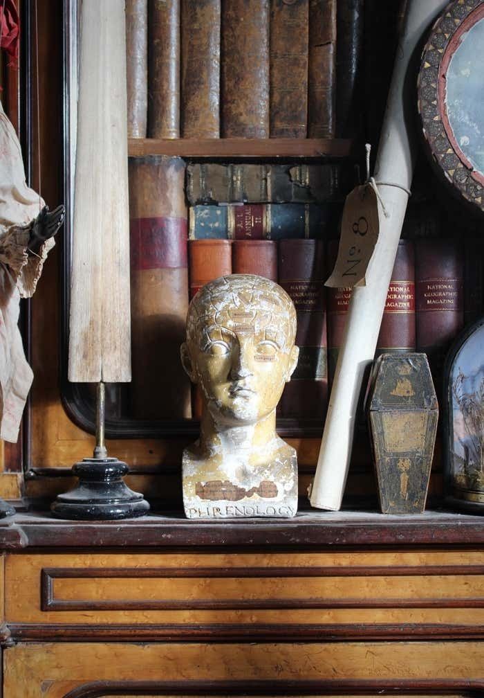19th C Scientific James Deville L N Fowler Phrenology Plaster Bust Head Curi photo furniture