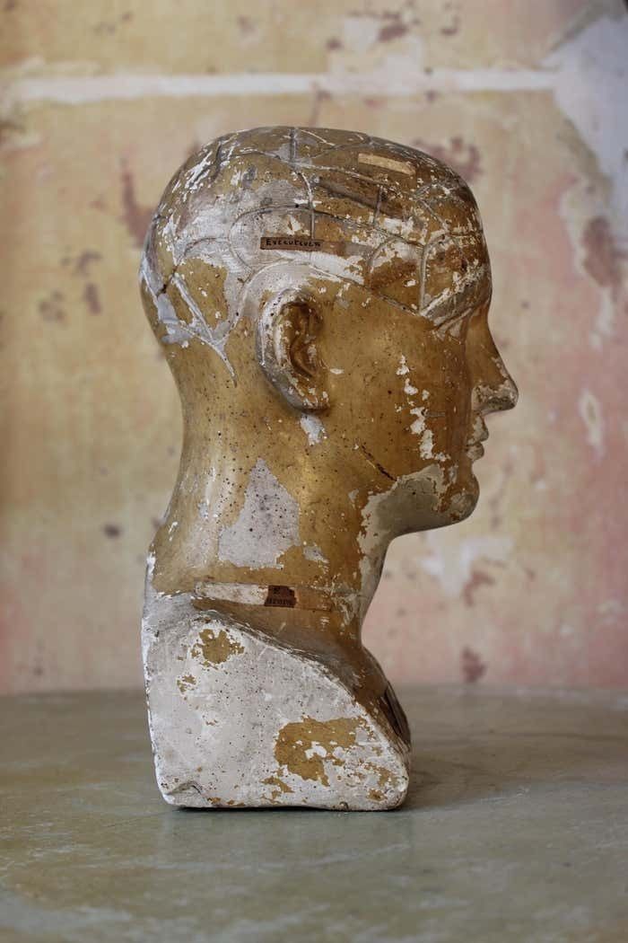 1495.0 19th C Scientific James Deville L N Fowler Phrenology Plaster Bust Head Curi photo