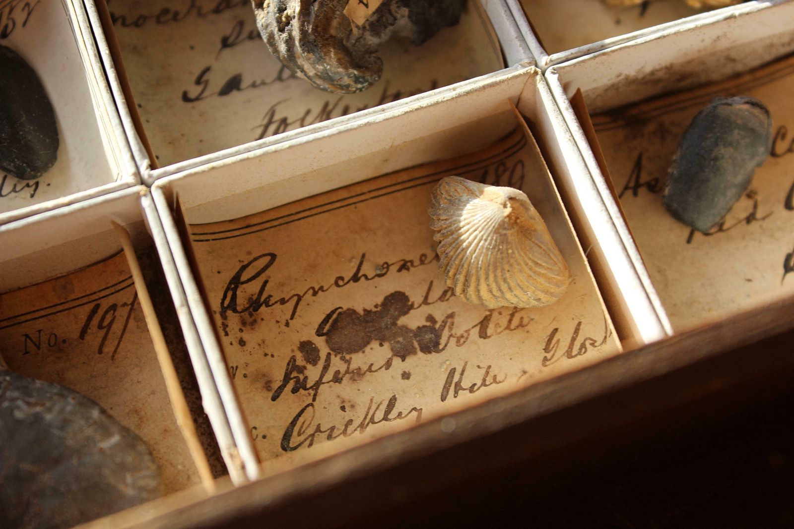 Late 19th C Gregory Bottley Scientific Collection Of Mineral Fossils Shell photo Home Decor