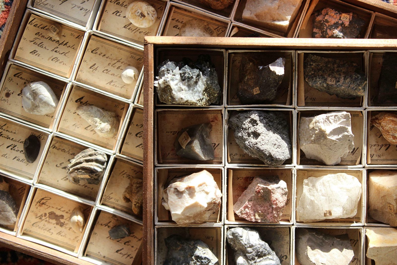 Late 19th C Gregory Bottley Scientific Collection Of Mineral Fossils Shell photo 695.0