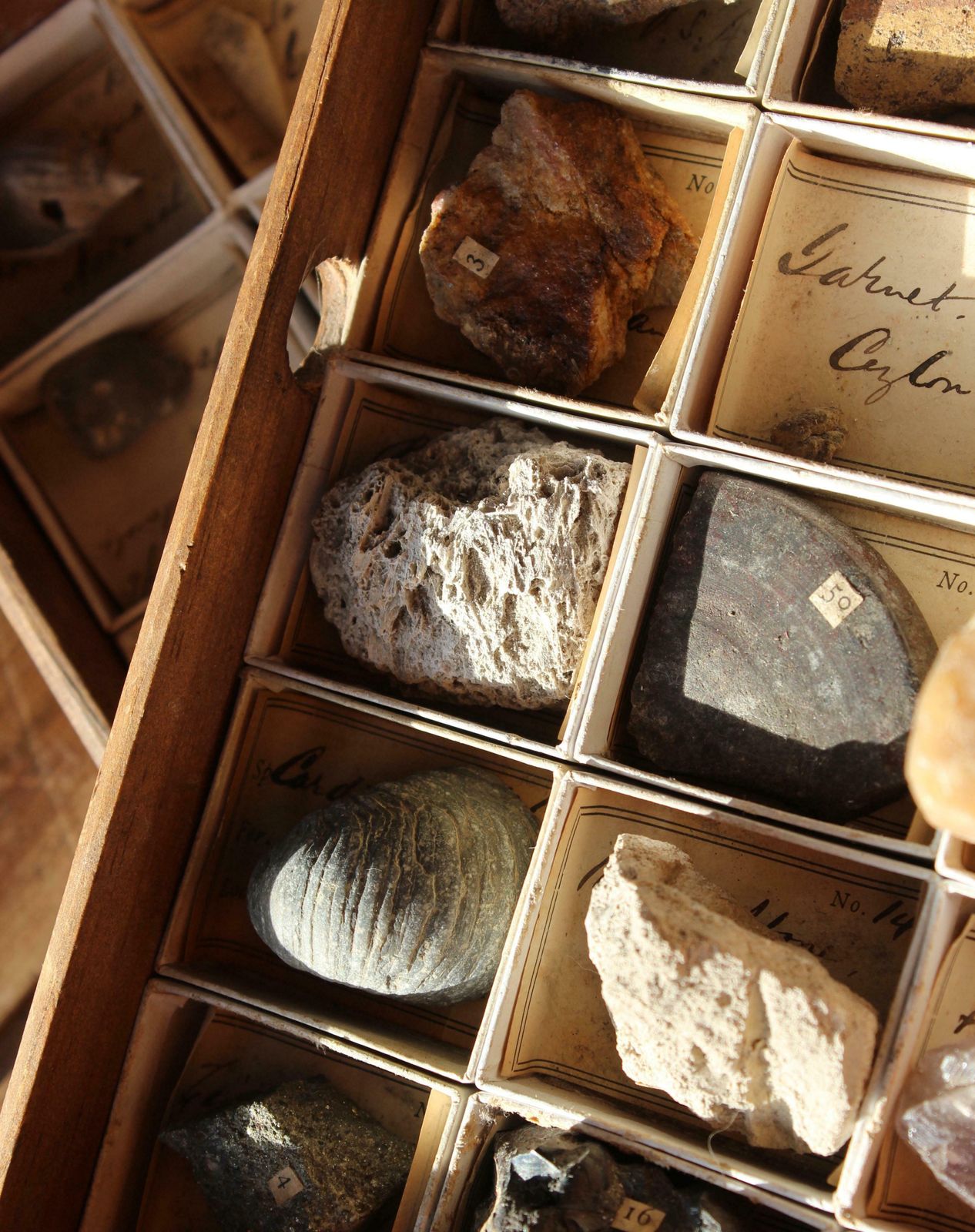 photo for sale Late 19th C Gregory Bottley Scientific Collection Of Mineral Fossils Shell