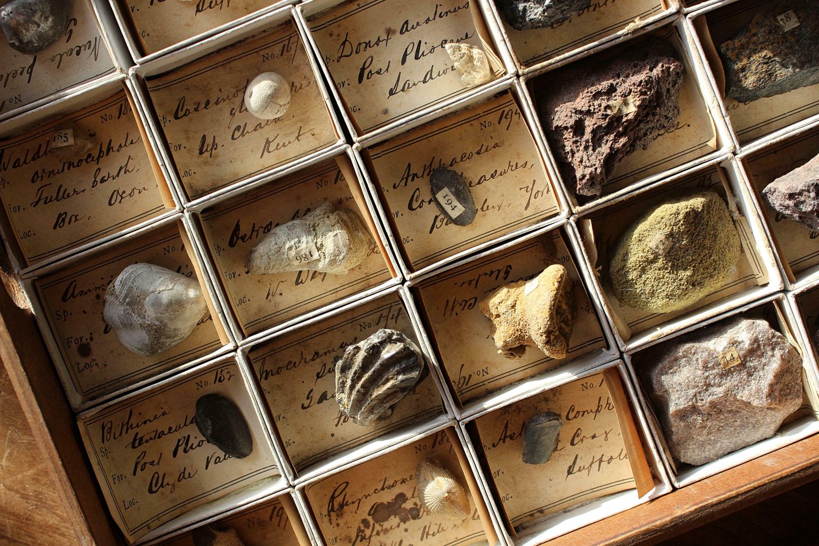 photo vinterior Late 19th C Gregory Bottley Scientific Collection Of Mineral Fossils Shell