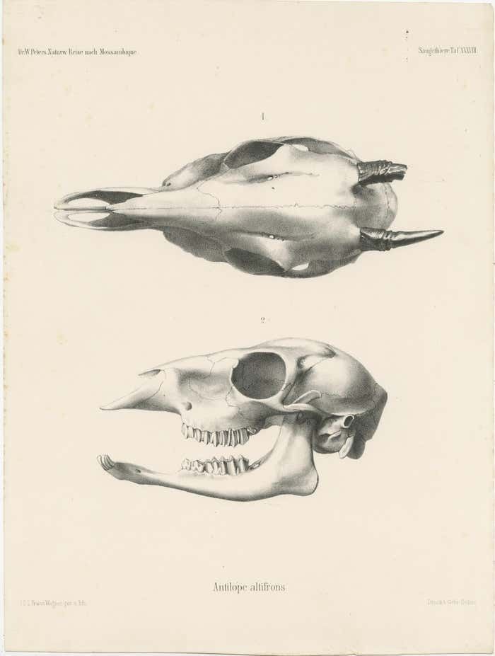 Set Of 4 Antique Prints Of Antelope Skulls photo 397.0