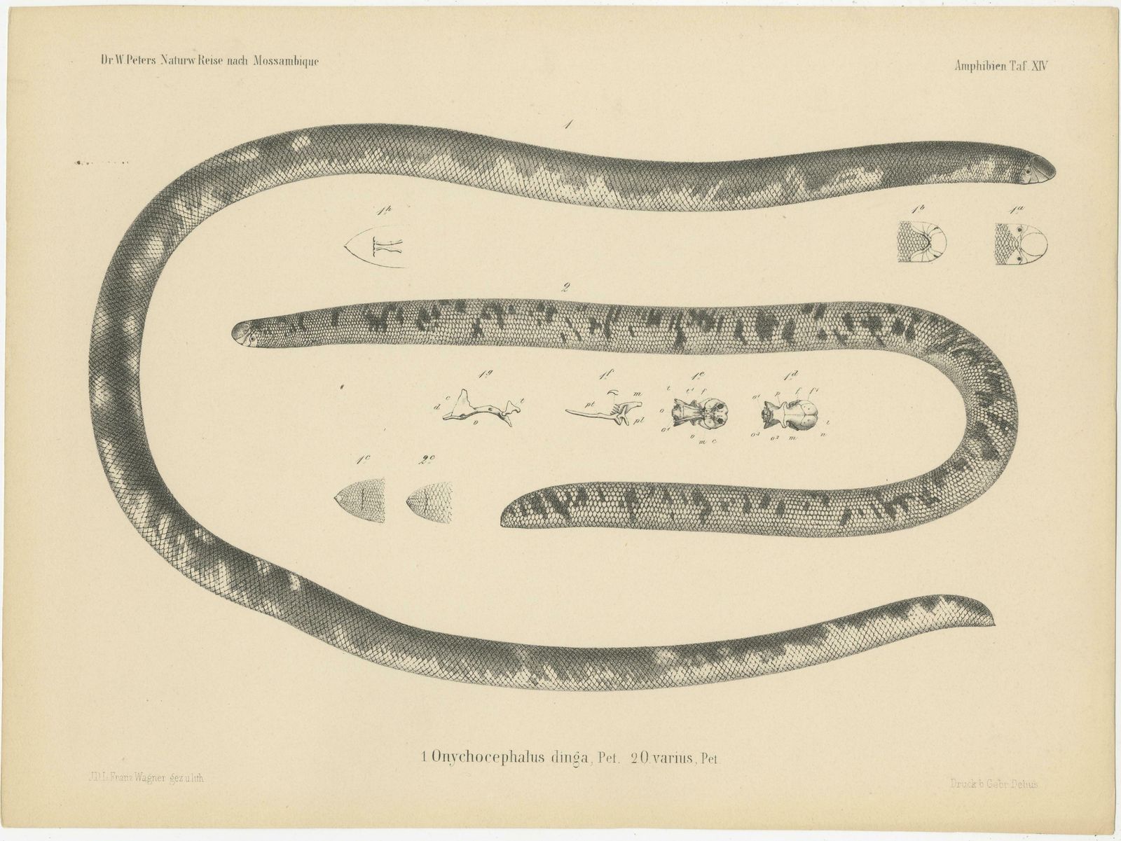 Antique Print Of The African Giant Blind Snake photo furniture