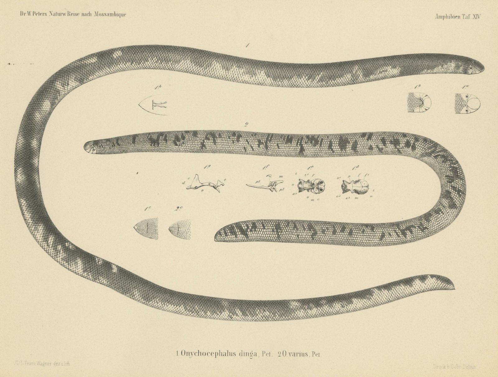 Antique Print Of The African Giant Blind Snake photo for sale
