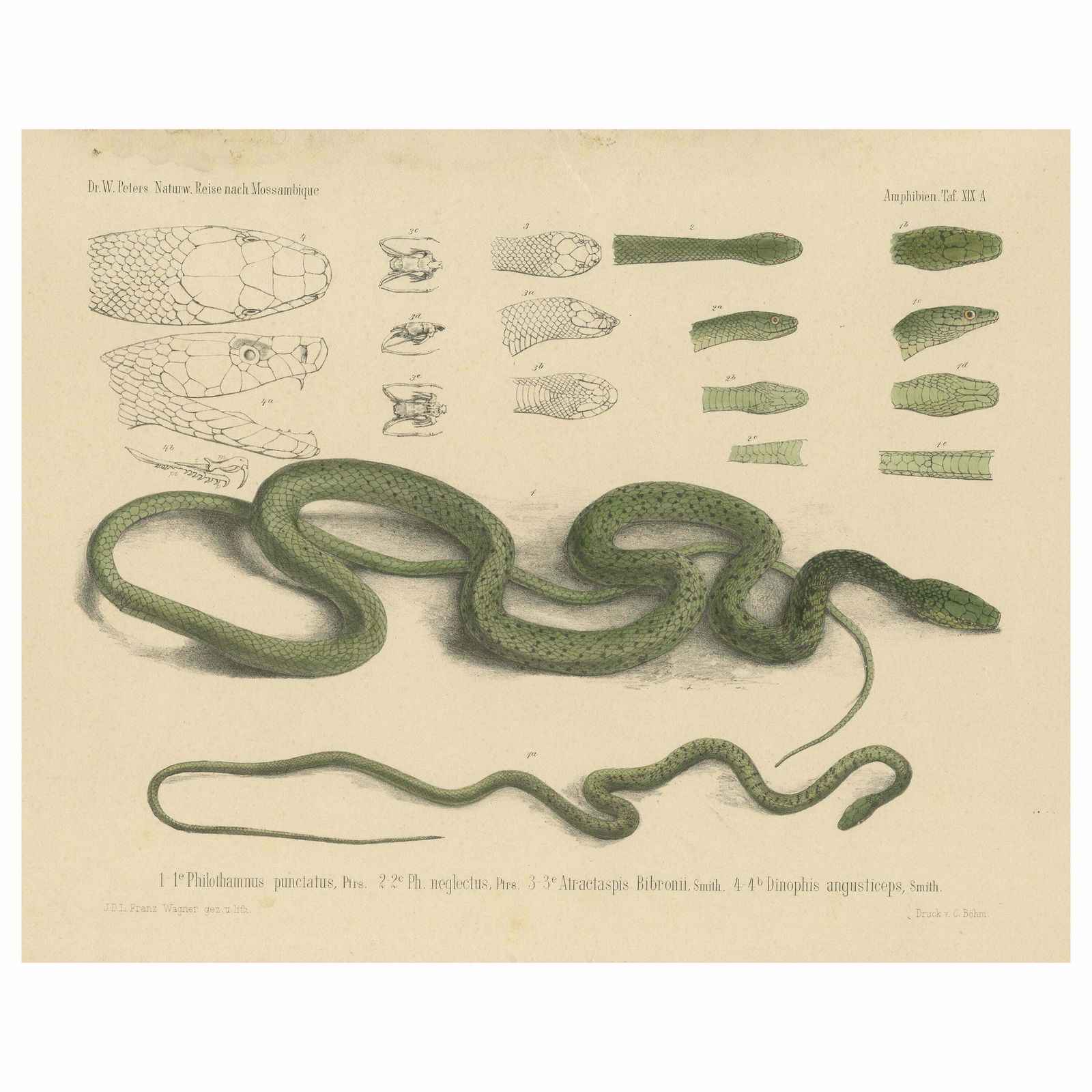 Antique Print Of Philothamnus And Other Snake Species