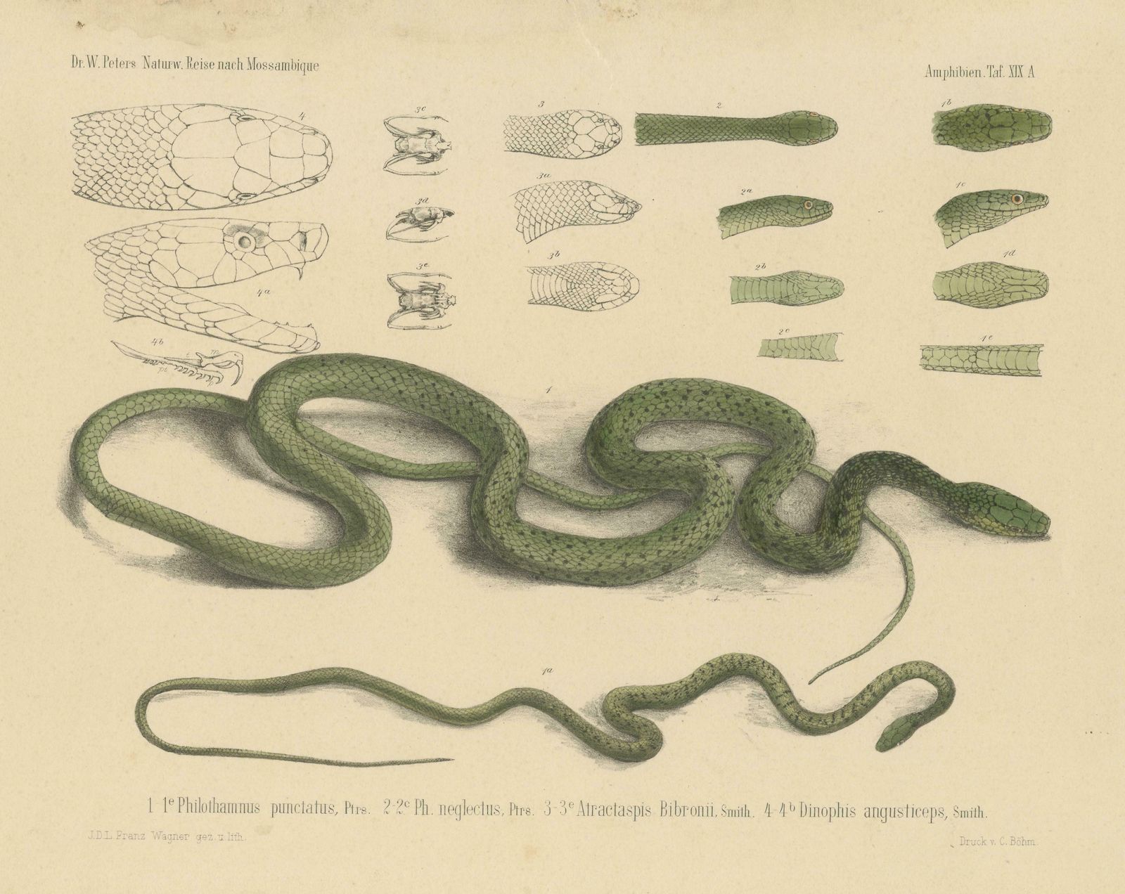 Antique Print Of Philothamnus And Other Snake Species photo for sale