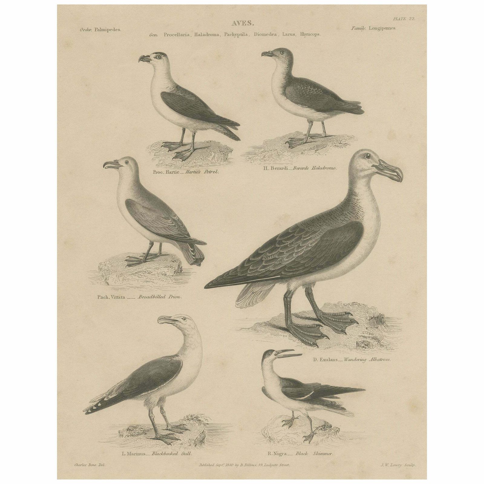 Antique Print Of The Wandering Albatross, Blackbacked Gull And Other Birds