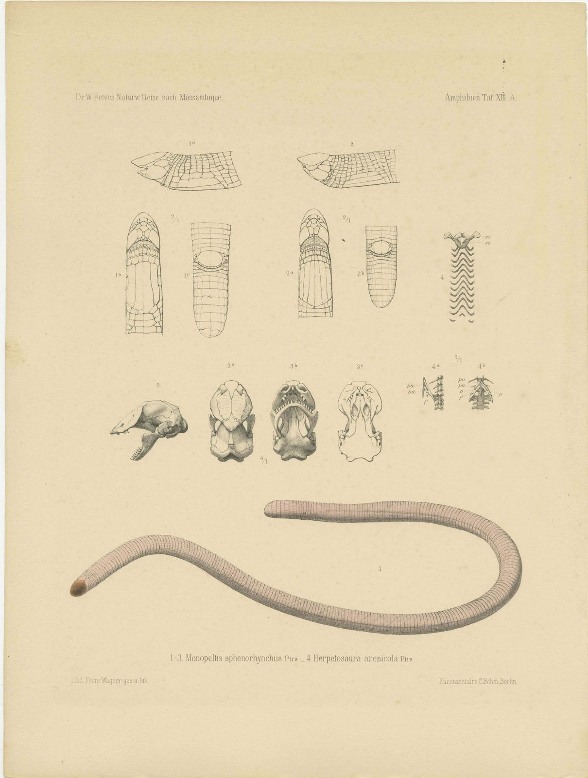 Set Of 2 Antique Prints Of The Anatomy Of A Worm Lizard And Other Amphibians £193.57per Set photo furniture