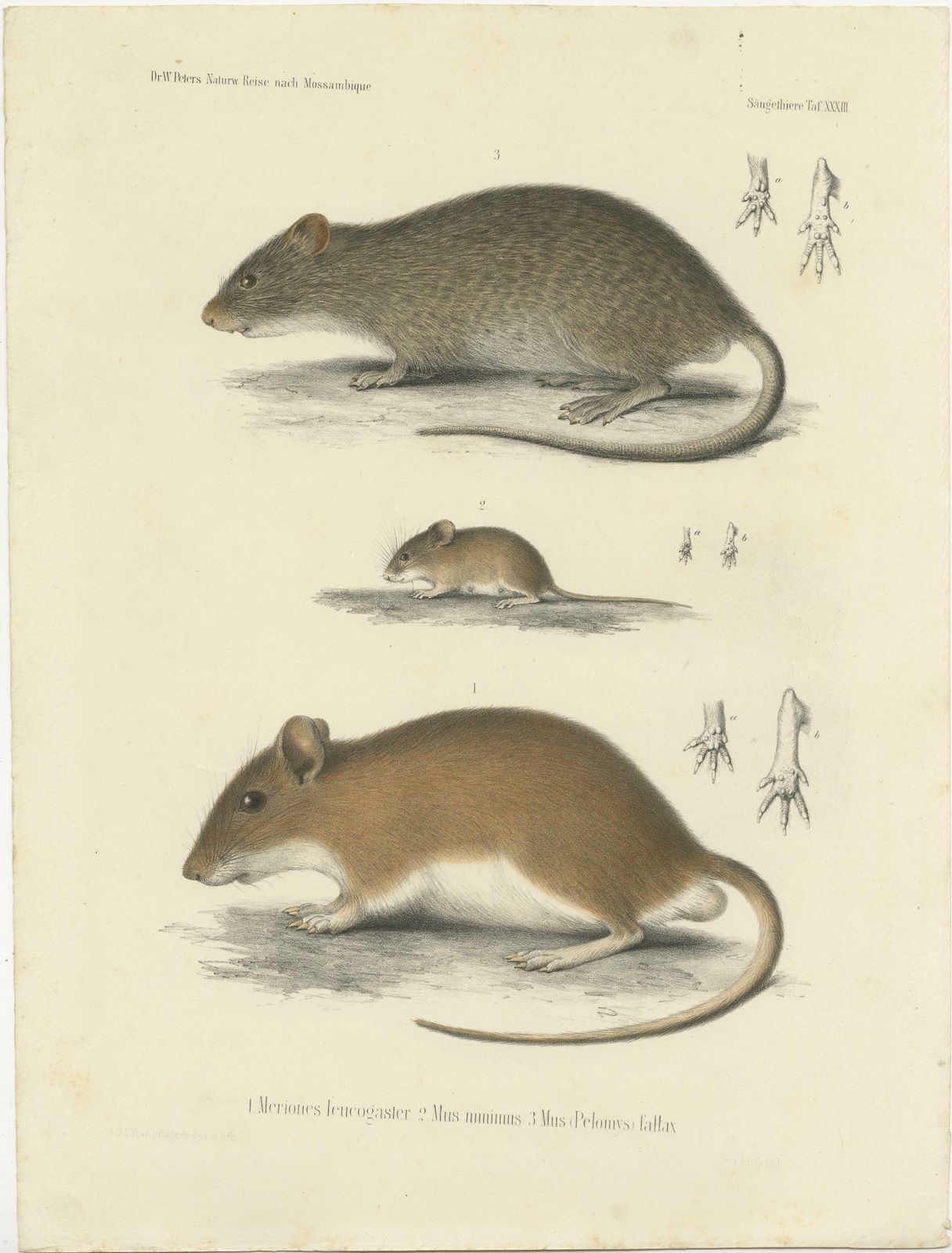 Antique Print Of A Gerbil, Mouse And Rat photo furniture