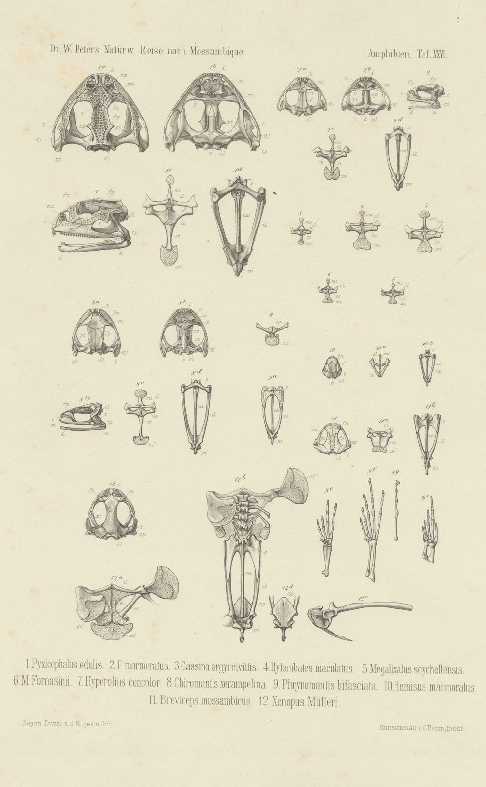 Antique Print Of Bones Of Various Frog Species photo for sale