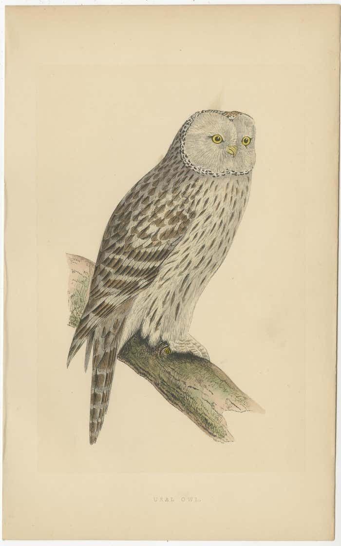 Antique Bird Print Of An Ural Owl photo furniture