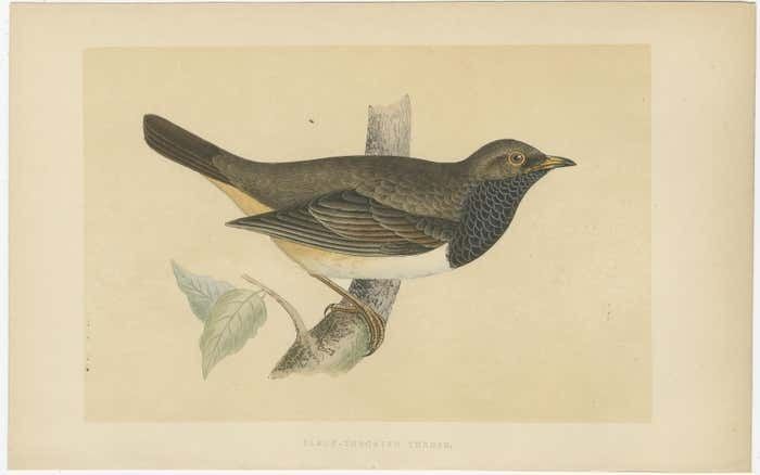 Set Of 2 Antique Bird Prints Of A Pale Thrush And Black Throated Thrush photo furniture