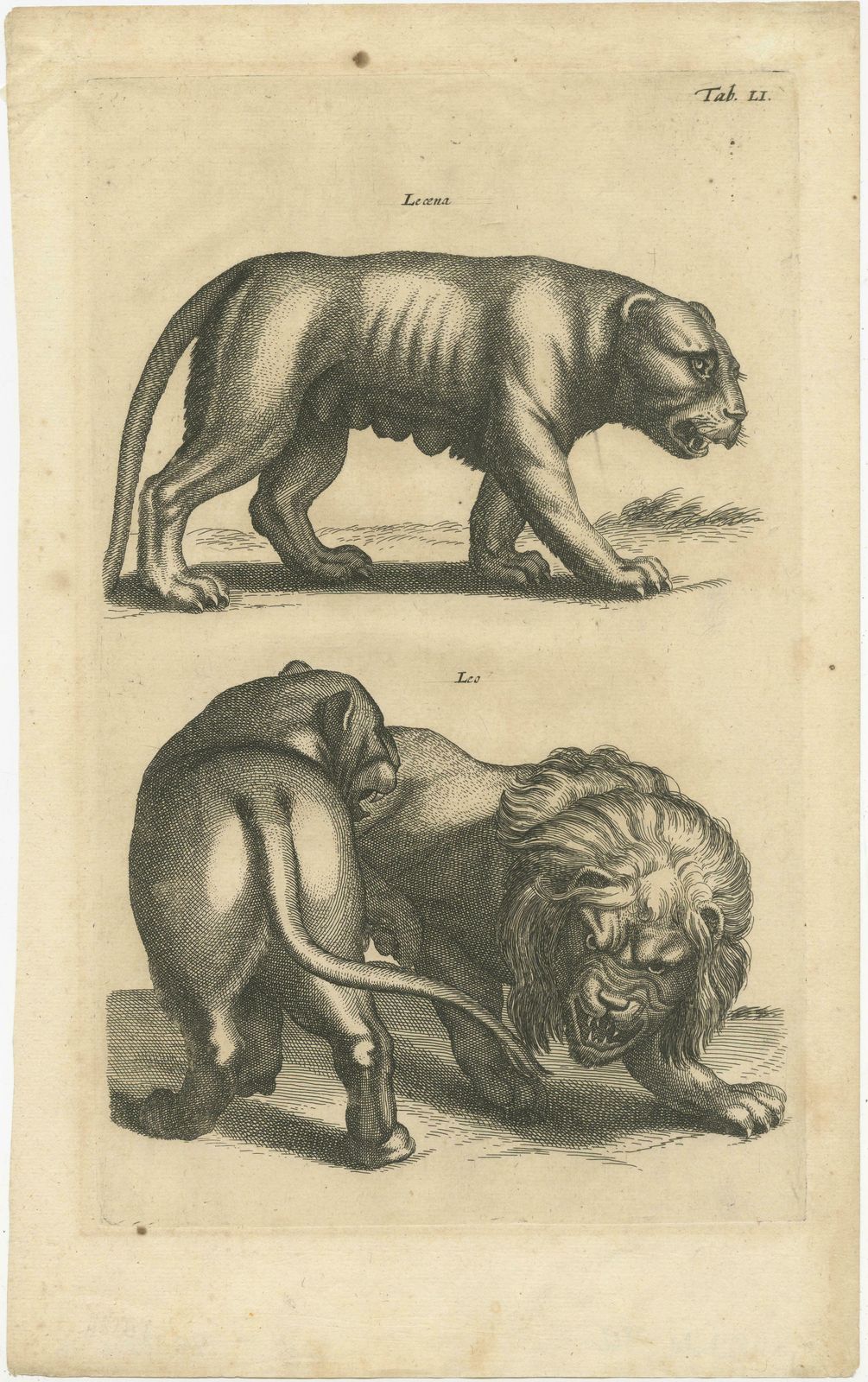 Original Antique Engraving Of A Lion And Lioness photo furniture
