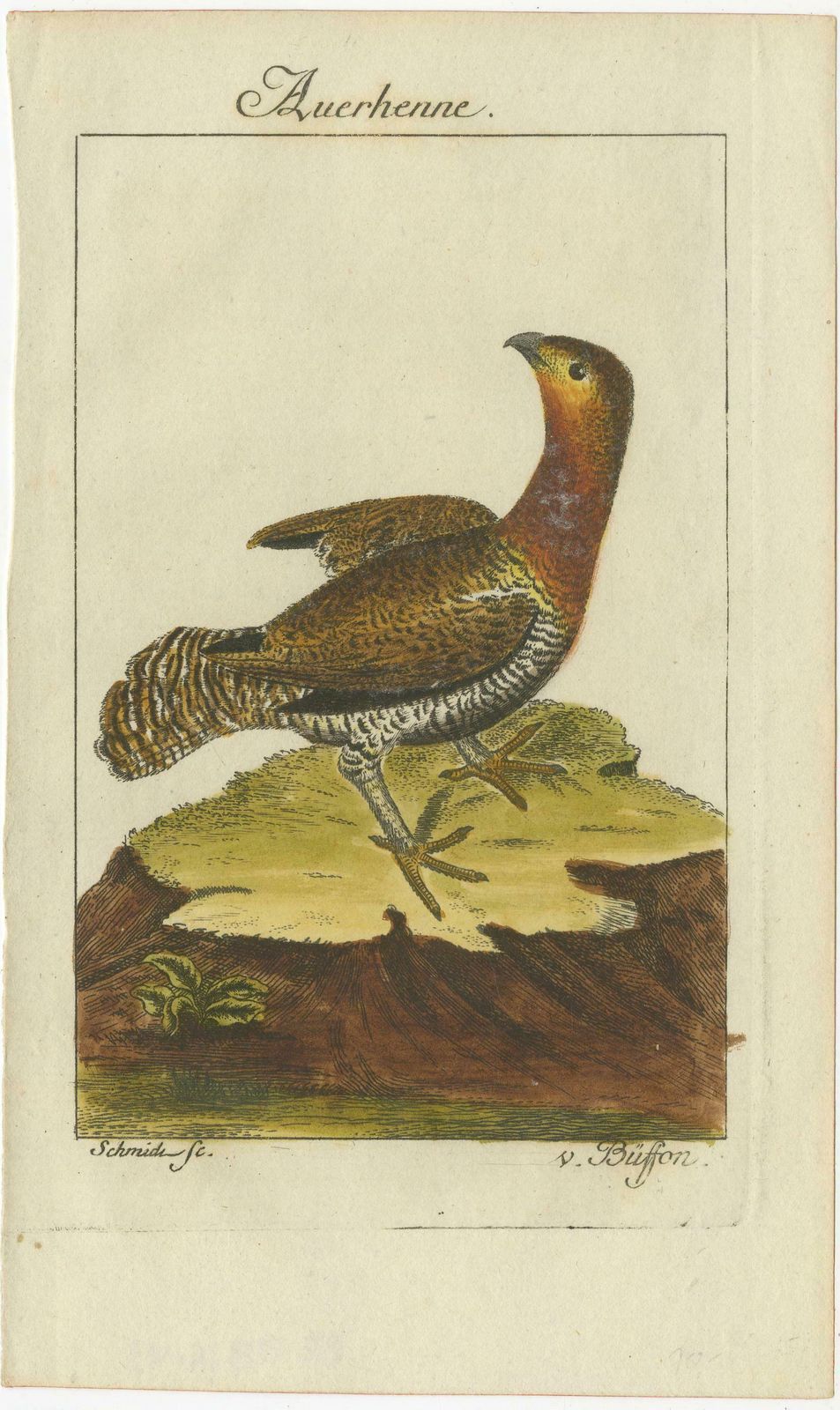 Antique Bird Print Of A Western Capercaillie Or Wood Grouse Hen photo furniture