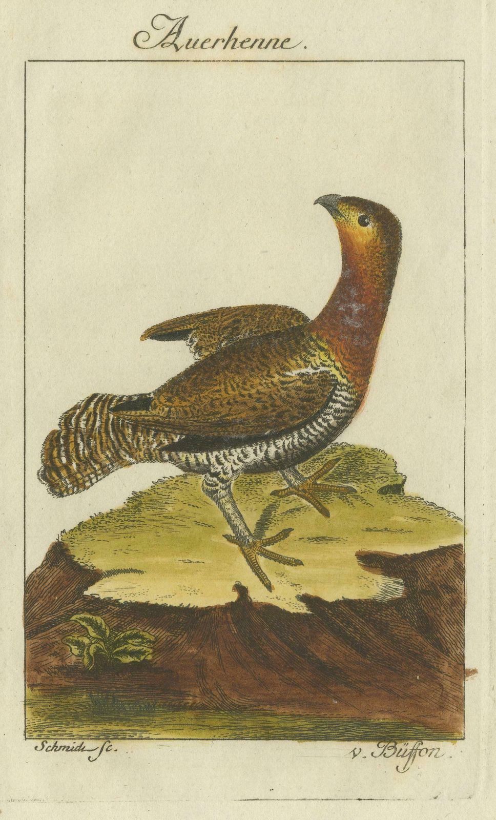Antique Bird Print Of A Western Capercaillie Or Wood Grouse Hen photo for sale