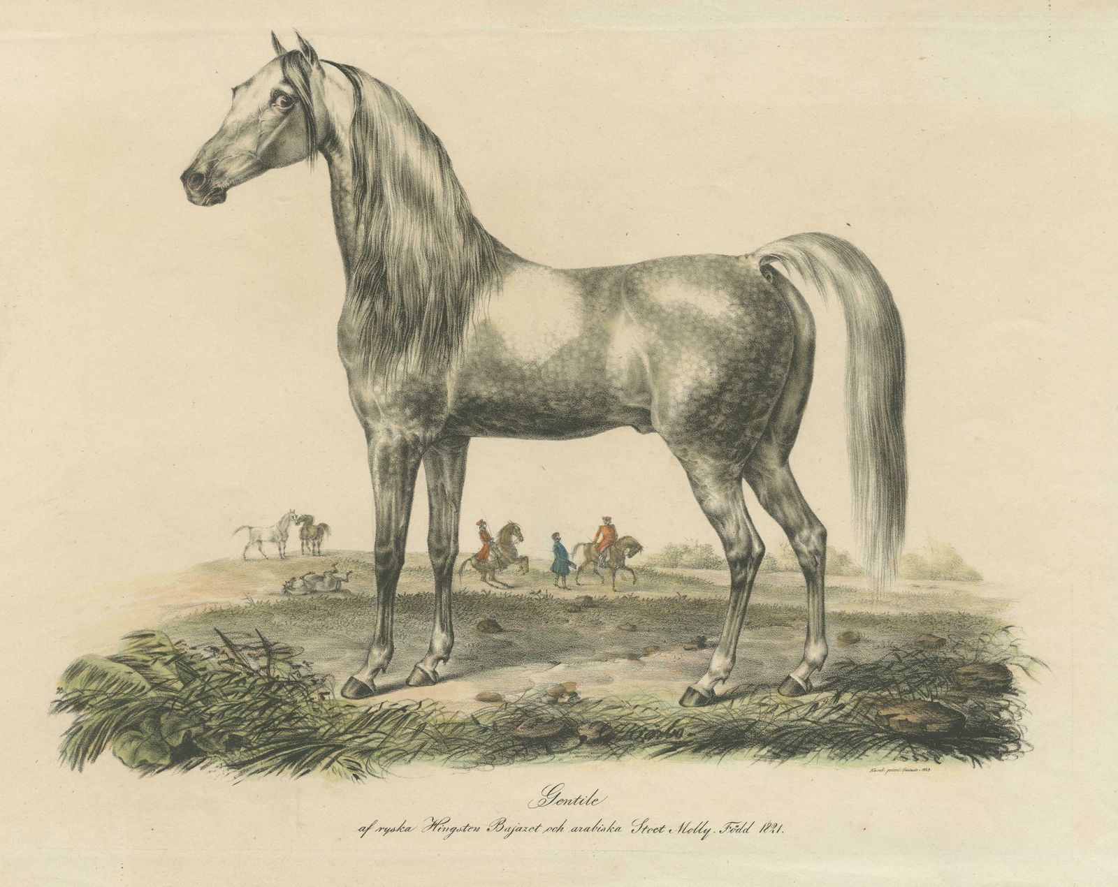 Antique Print Of An Arabic Horse Named Gentile photo for sale