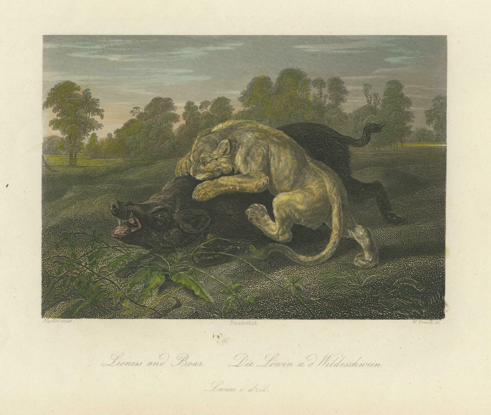 Original Steel Engraving Of A Lioness And Boar photo for sale