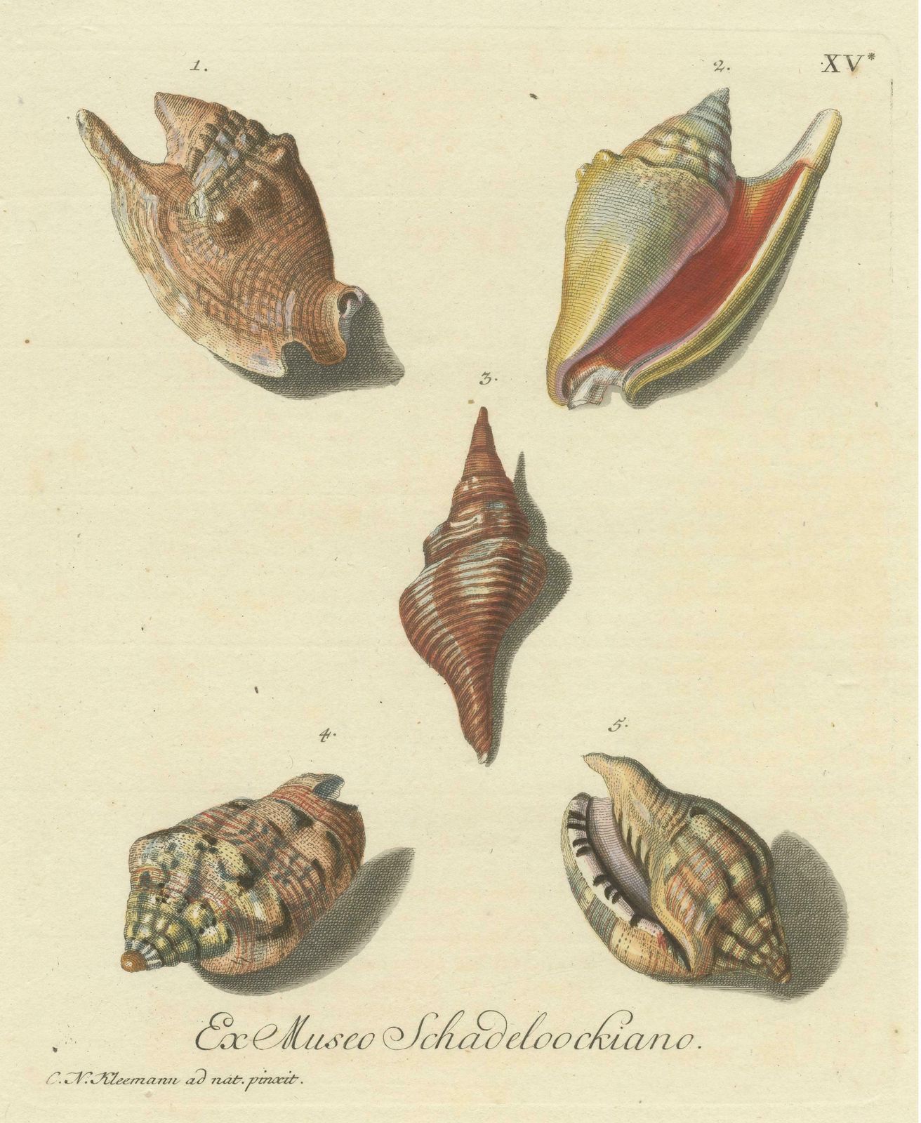 Original Antique Print Of Various Seashells By G.W. Knorr photo for sale