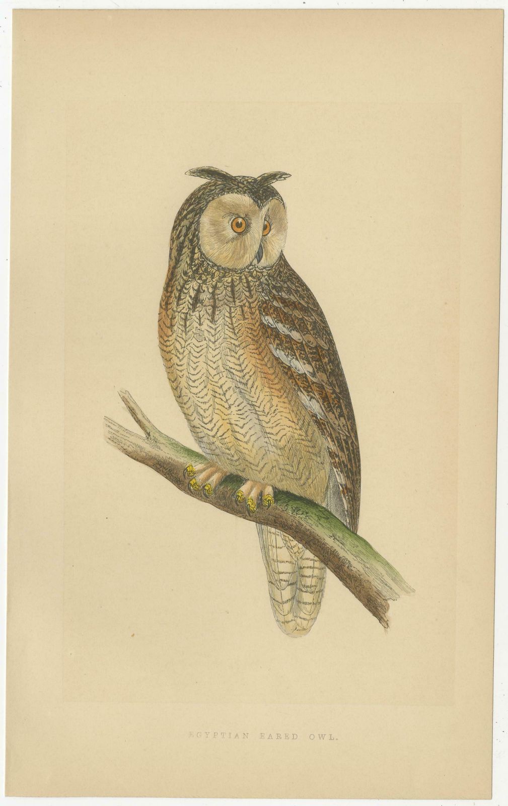 Set Of 4 Antique Bird Prints Of Two Owls, A Black Jackdaw And Their Eggs photo for sale