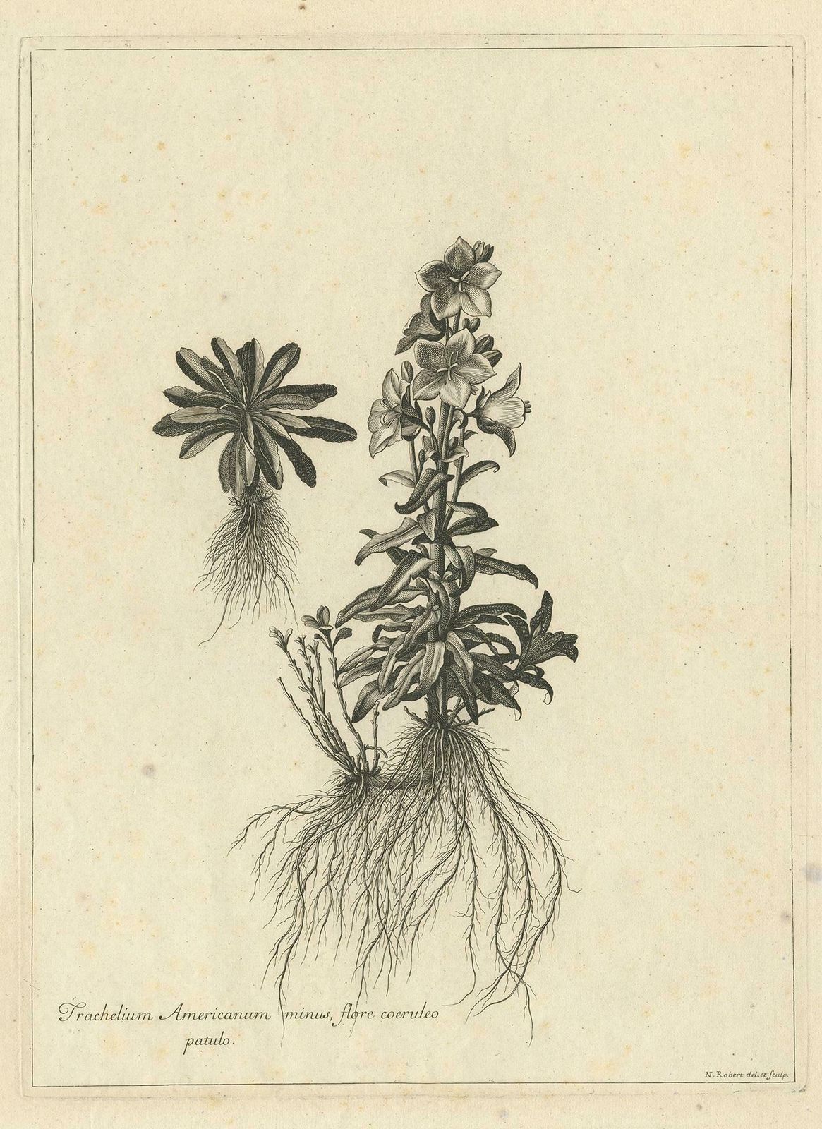 Antique Botany Print Of Campanula Americana By Dodart 'Circa 1680' photo furniture