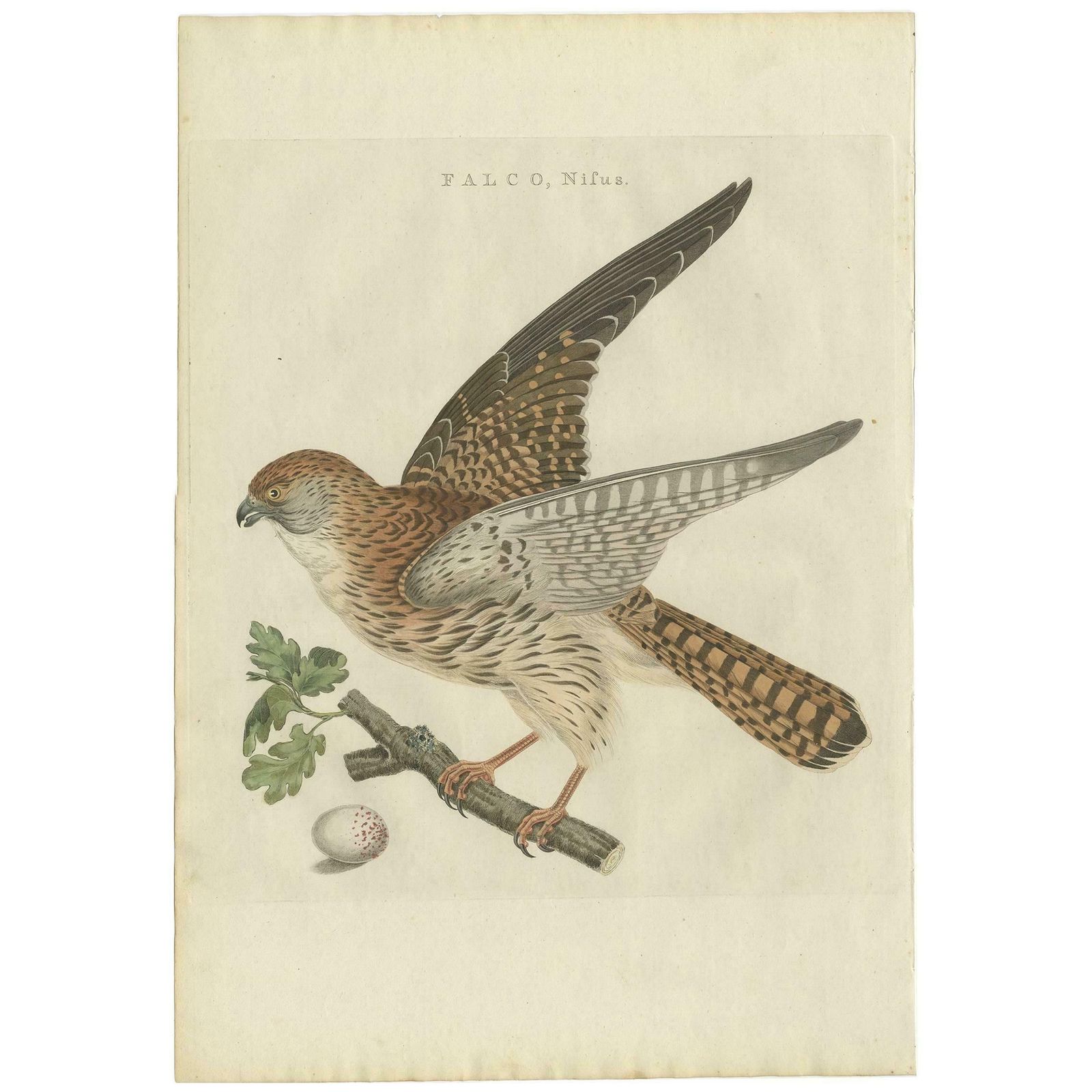 Antique Bird Print Of The Eurasian Sparrowhawk By Sepp & Nozeman, 1797