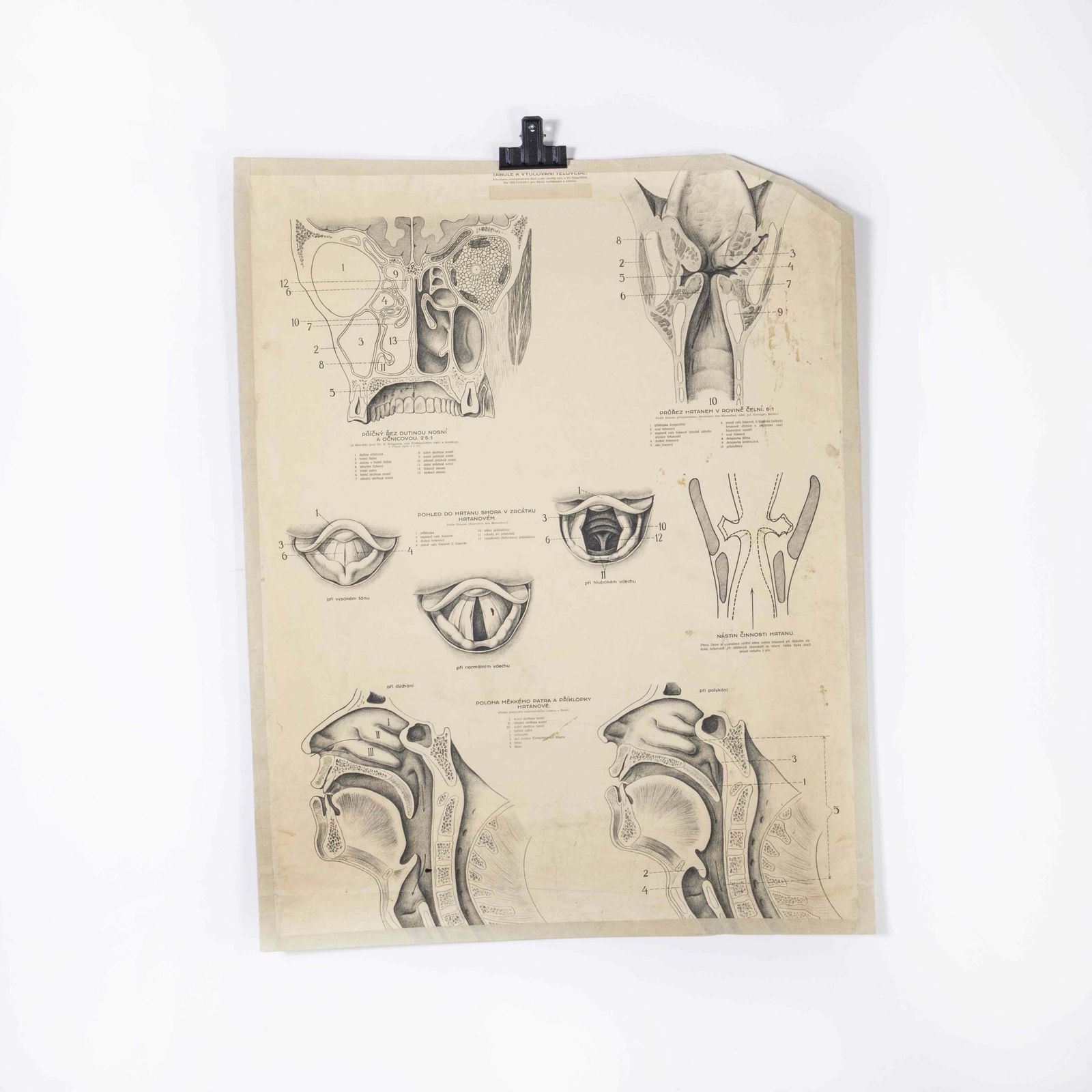 1930’s Educational Poster – Human Anatomy Throat
