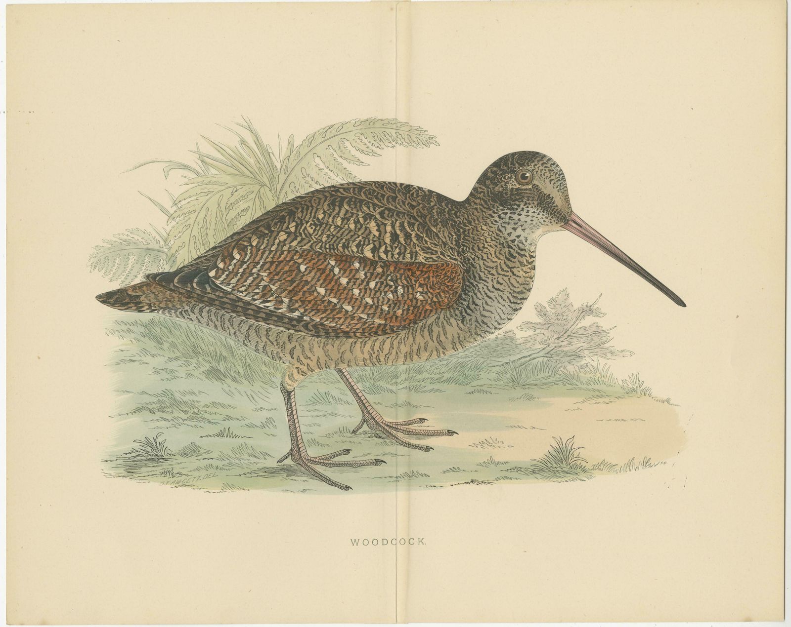 Set Of 2 Antique Prints Of A Woodcock And Great Snipe, 'With Centre Fold' photo furniture