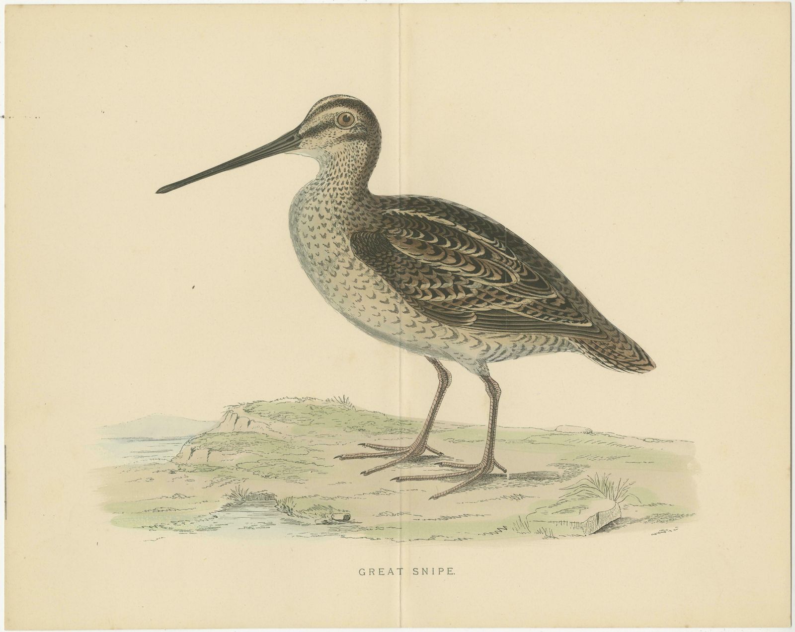 Set Of 2 Antique Prints Of A Woodcock And Great Snipe, 'With Centre Fold' photo for sale