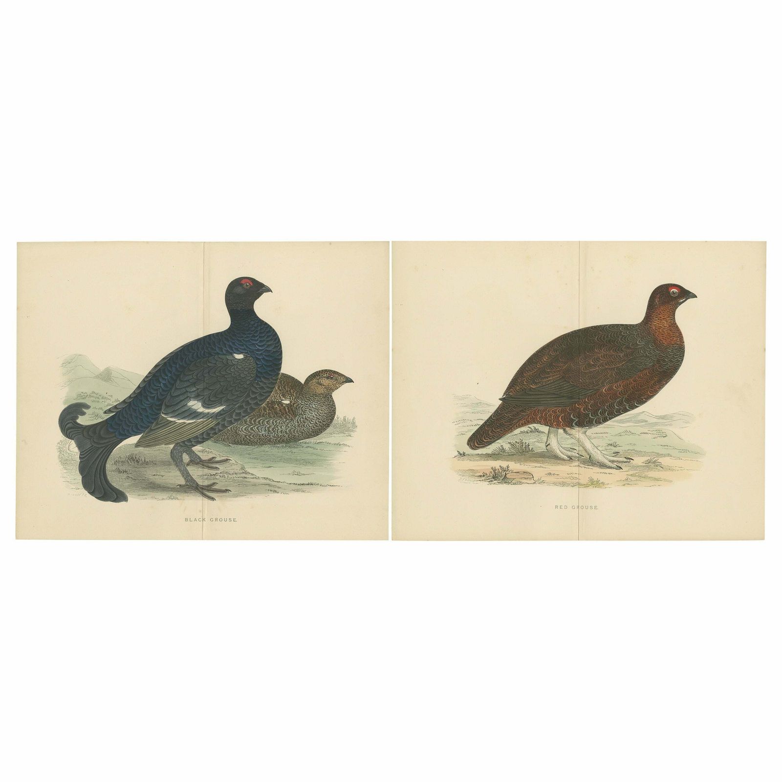 Set Of 2 Antique Prints Of A Black Grouse And Red Grouse 'With Centre Fold'