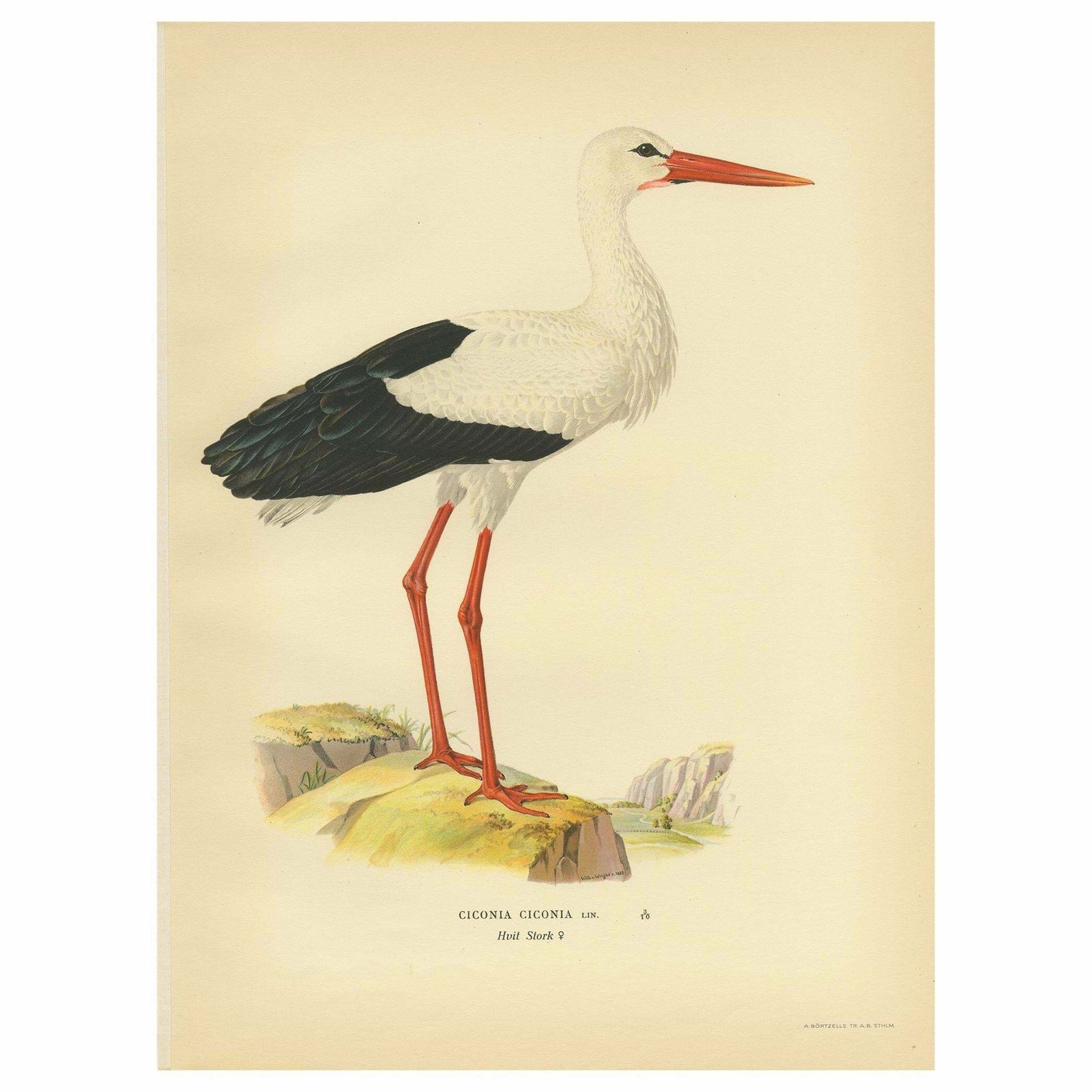 Original Antique Bird Print Of The White Stork, '1929'