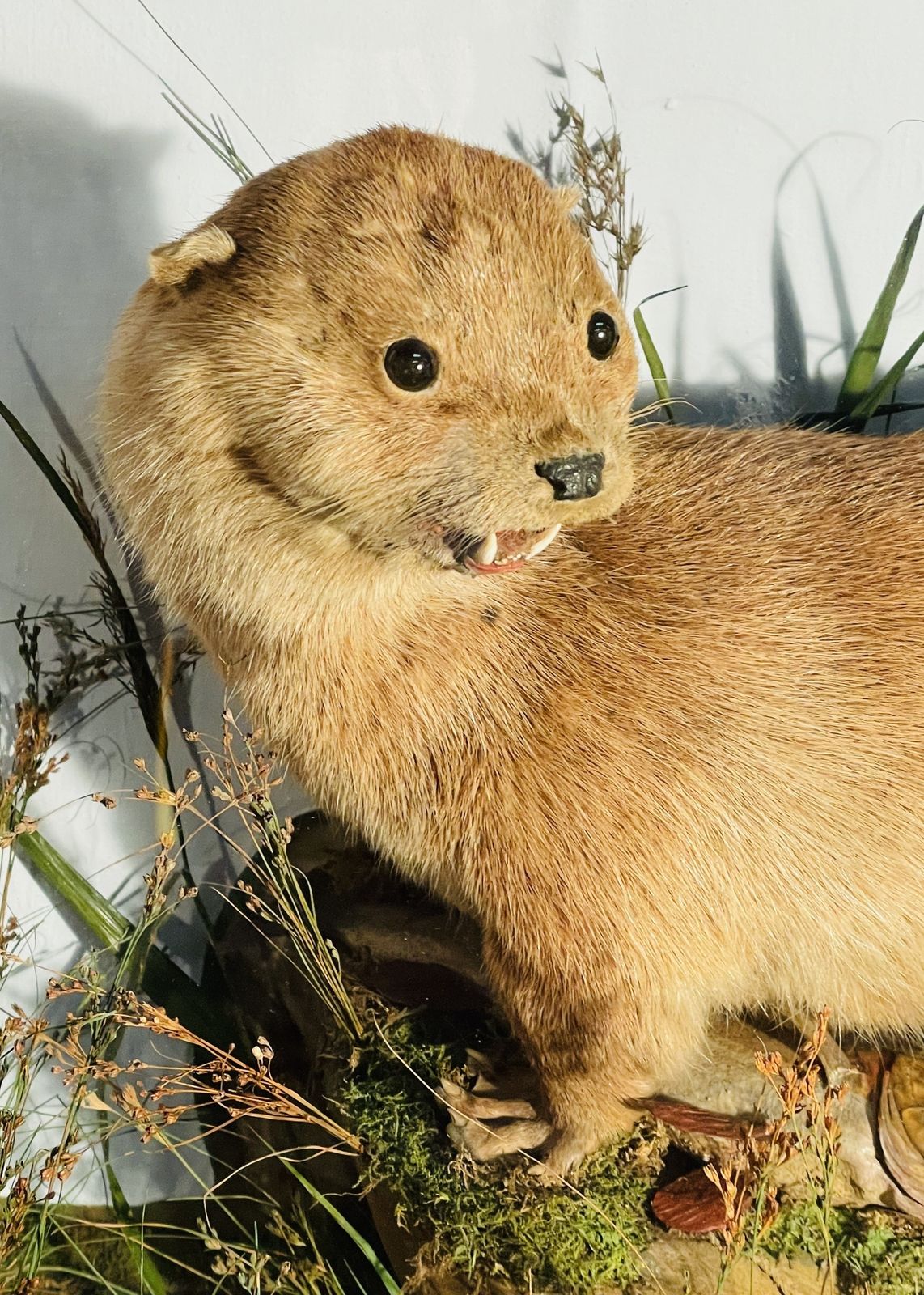 Fine Quality Taxidermy Cased Otter By J Dobson photo 460.0
