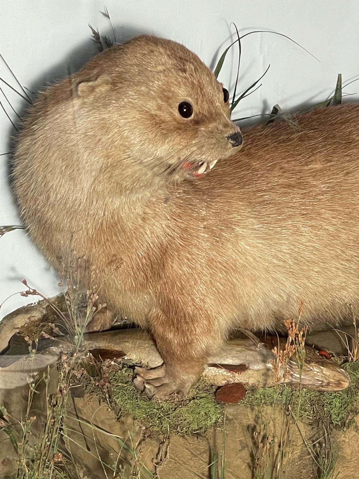 photo furniture Fine Quality Taxidermy Cased Otter By J Dobson