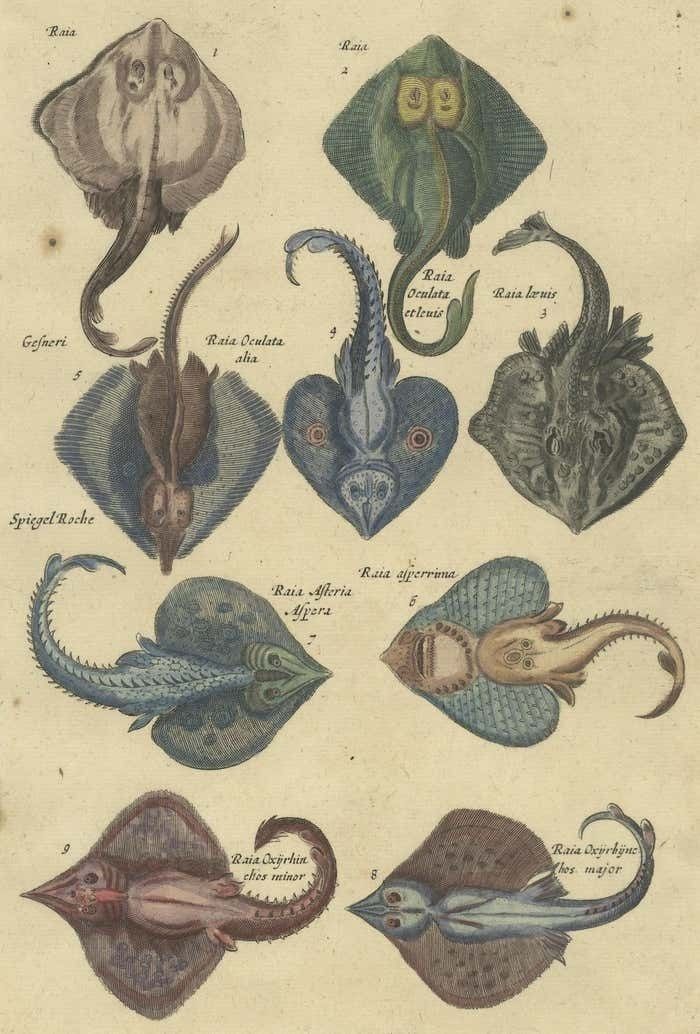 Stunning Decorative Original Antique Print Of Various Raja Fish Species photo for sale