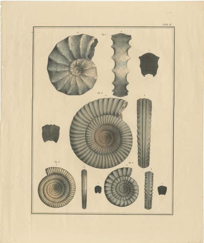Set Of 2 Large Lithographs Of Fossils photo for sale