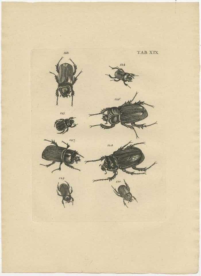 Set Of 5 Antique Prints Of Various Beetles photo furniture