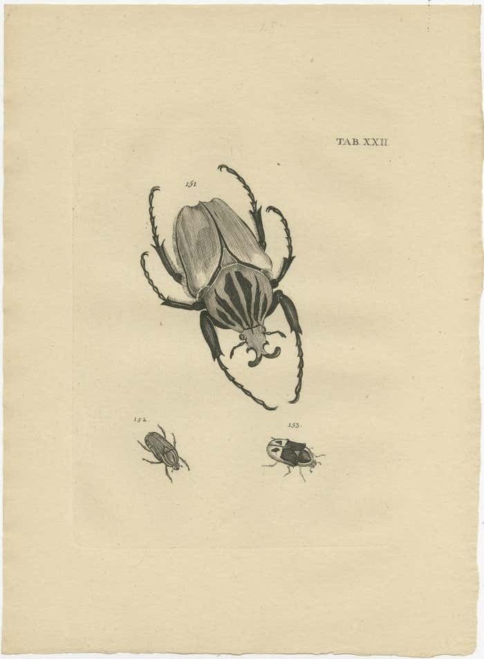 Set Of 5 Antique Prints Of Various Beetles photo for sale