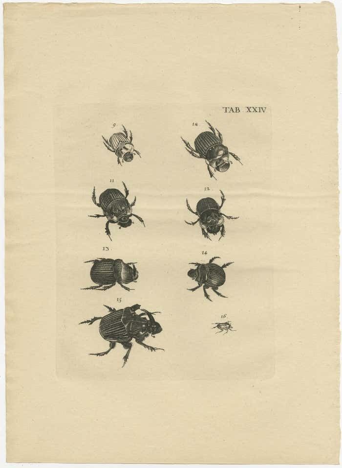 Set Of 5 Antique Prints Of Various Beetles photo vinterior