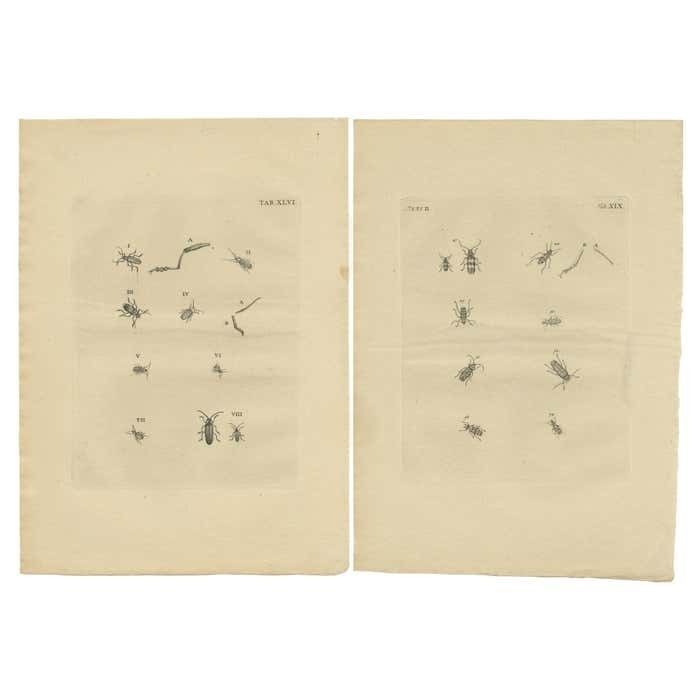 Set Of 2 Antique Prints Of Various Small Beetles