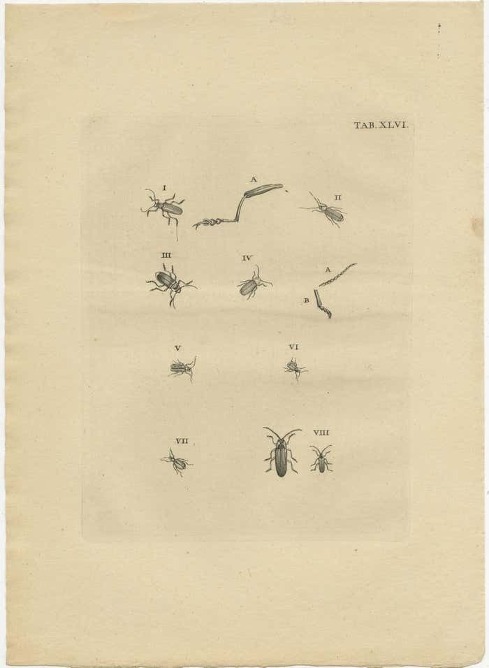Set Of 2 Antique Prints Of Various Small Beetles photo furniture