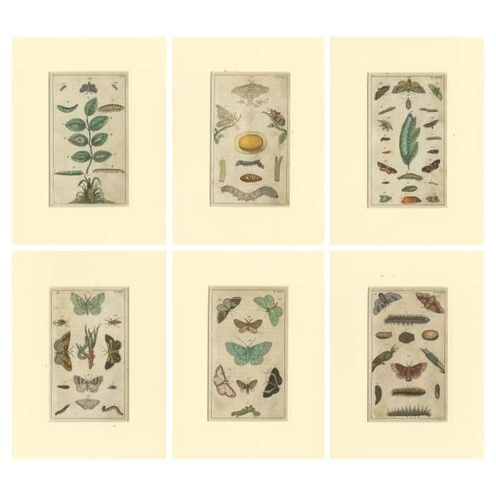 Set Of 6 Antique Butterfly Prints Also Showing Caterpillars And Pupae