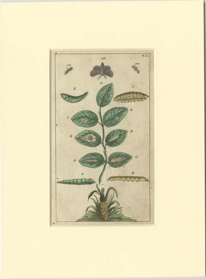 Set Of 6 Antique Butterfly Prints Also Showing Caterpillars And Pupae photo furniture