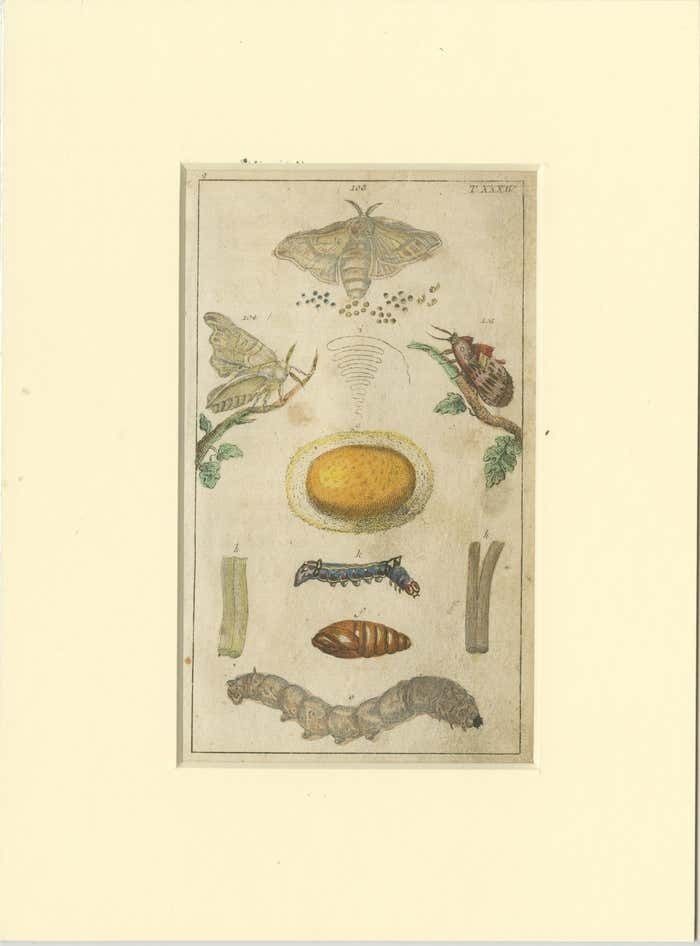 Set Of 6 Antique Butterfly Prints Also Showing Caterpillars And Pupae photo vinterior