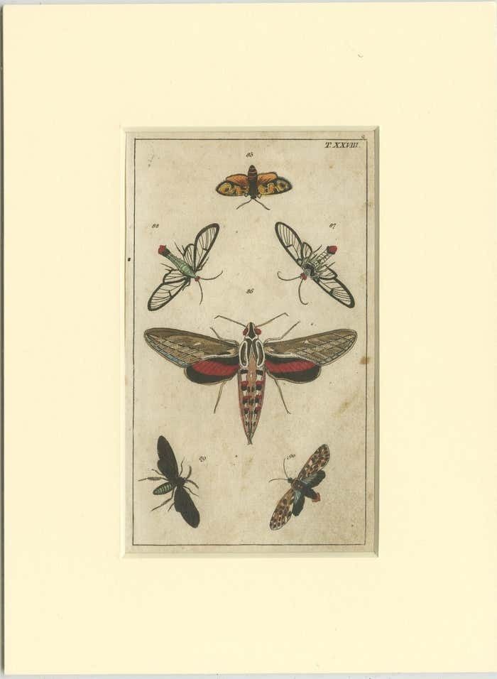 Set Of 3 Antique Butterfly Prints Also Showing Caterpillars And Pupae photo for sale