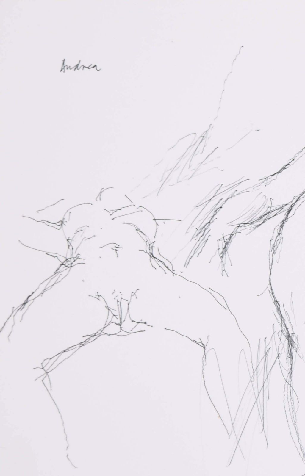Peter Collins Arca Reclining Nude Studies Of Andrea Ink Drawing By Peter Collins Arca 1995 photo furniture