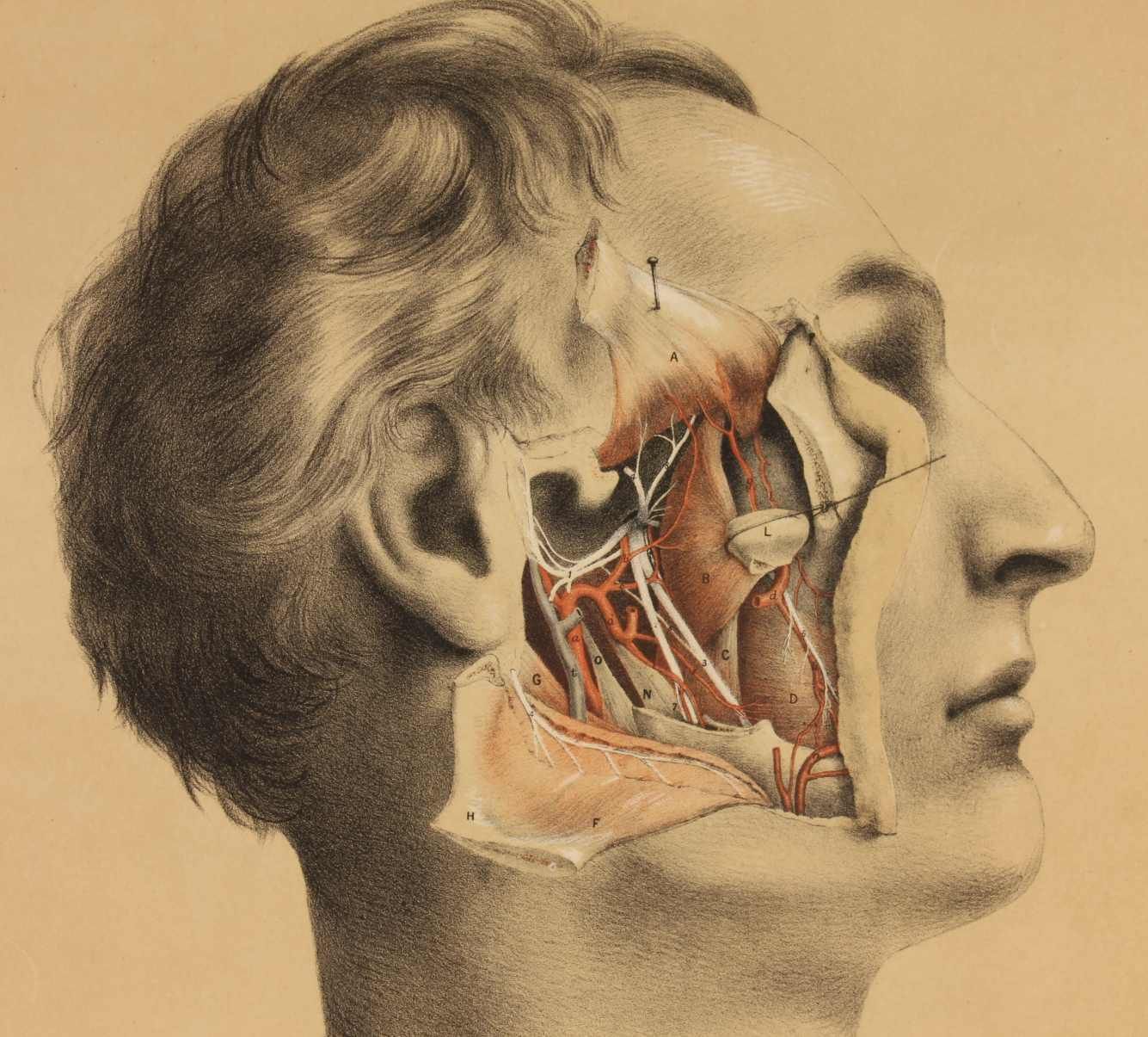 photo for sale G Ellis 1864 Illustration Of Dissection The Face. Anatomy Lithograph