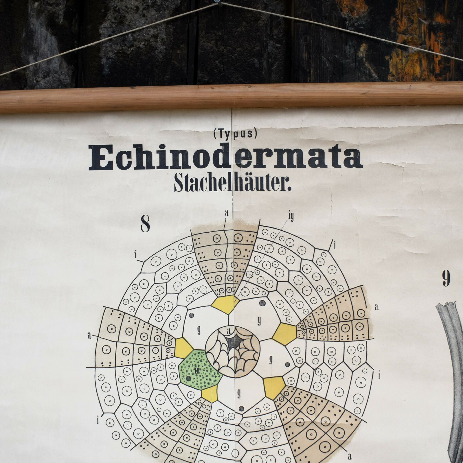 Antique 1890 N81 Leuckart Nitches Fischer Sea Urchin Scientific Chart Poster photo furniture
