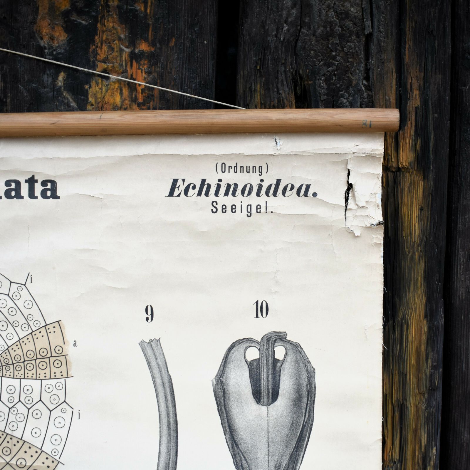 Antique 1890 N81 Leuckart Nitches Fischer Sea Urchin Scientific Chart Poster photo 295.0