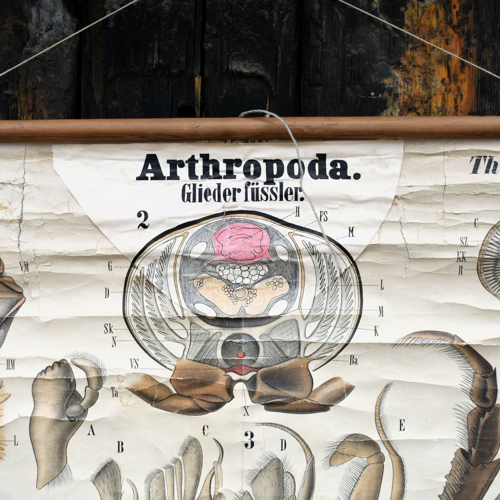 Antique 1890 N82 Leuckart Nitches Fischer Crustacea Scientific Wall Chart Poster photo furniture