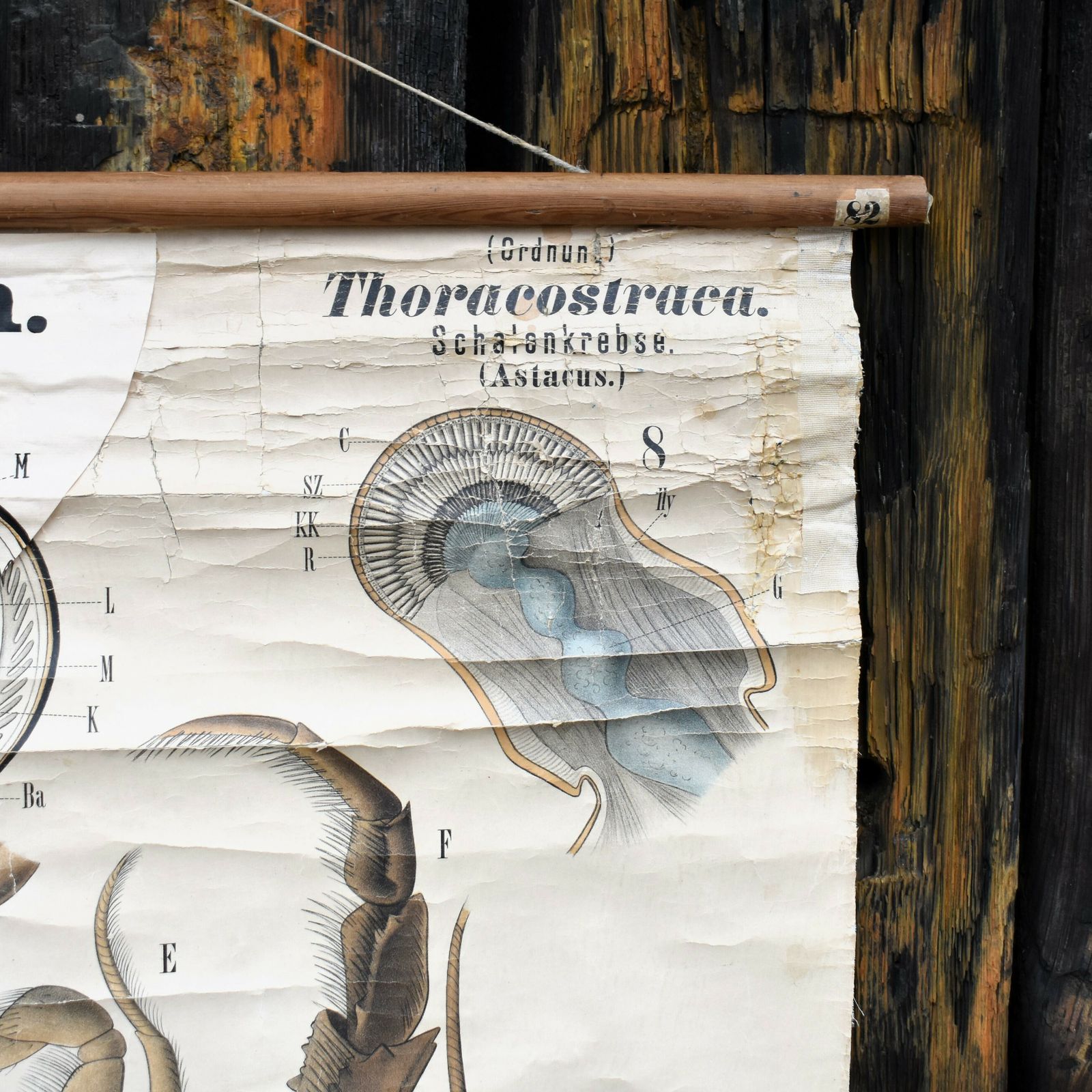 Antique 1890 N82 Leuckart Nitches Fischer Crustacea Scientific Wall Chart Poster photo Art